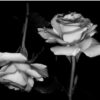 Black Rose